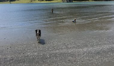 Far North dog attack at Houhora Beach leaves family shaken, pets hurt