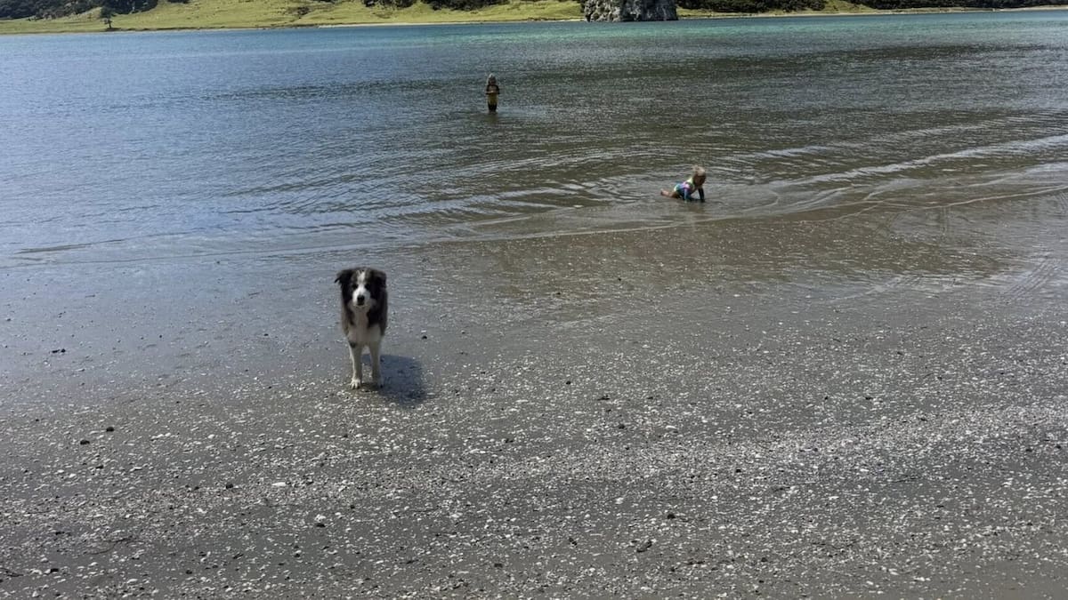 Far North dog attack at Houhora Beach leaves family shaken, pets hurt