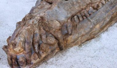 A Crocodile That Grew Larger Than Modern Crocs And Fed On Dinosaurs
