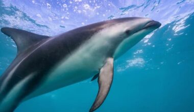 Dolphin's death spurs calls for greater protection
