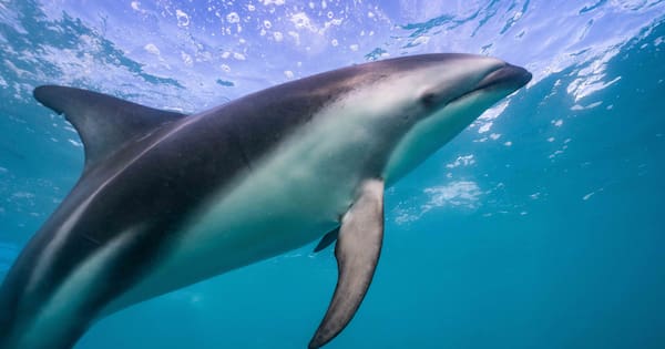 Dolphin's death spurs calls for greater protection