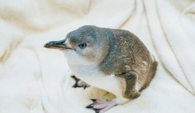 Little blue penguin plucked to safety from Auckland Harbour Bridge