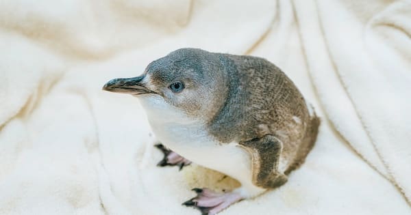 Little blue penguin plucked to safety from Auckland Harbour Bridge