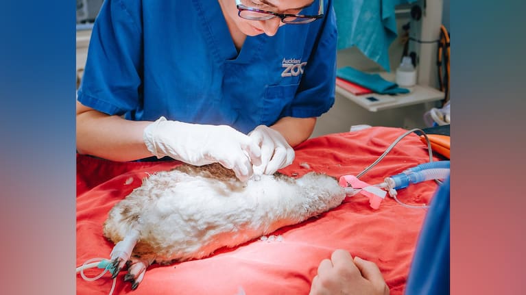 A kororā / little penguin undergoing an amputation after a flipper injury. (Source: Auckland Zoo)