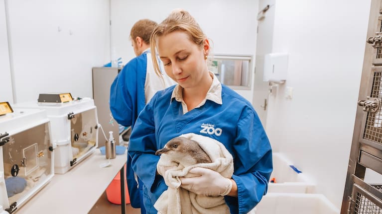 A kororā / little penguin with a member of Auckland Zoo's veterinary team. (Source: Auckland Zoo)