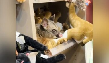Possum among plush toy animals in Australian airport gift shop