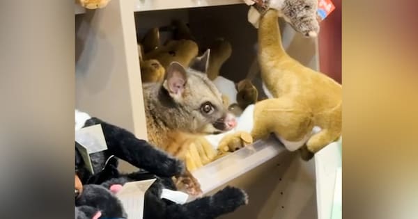 Possum among plush toy animals in Australian airport gift shop