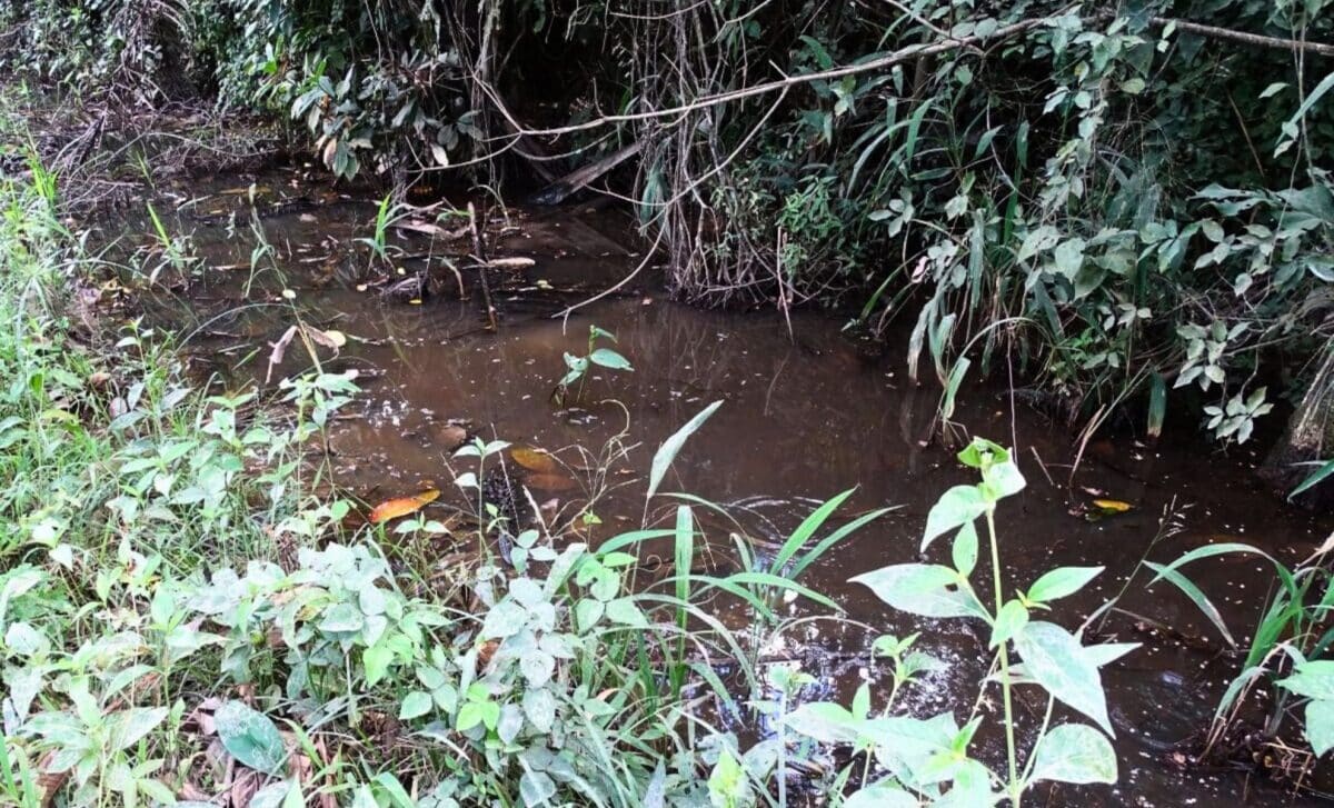 A Rare Bolivian Killifish Is Finally Seen Alive Again