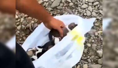 Two arrested after allegedly drowning puppies in Whakatāne River