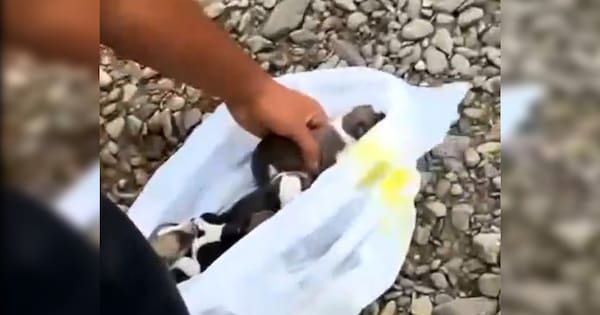 Two arrested after allegedly drowning puppies in Whakatāne River