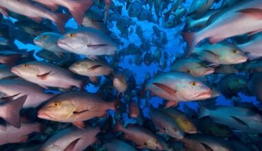 Govt U-turn on changes to commercial fishing size limits