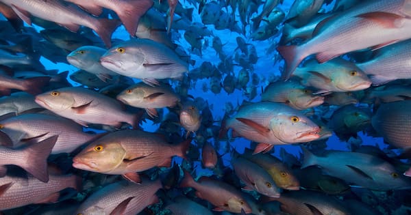 Govt U-turn on changes to commercial fishing size limits