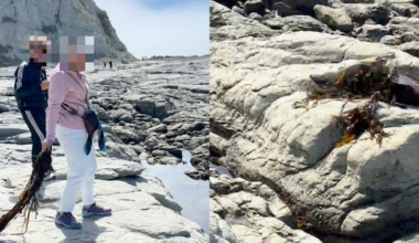 DOC investigates after woman seen throwing seaweed at Kaikōura seal