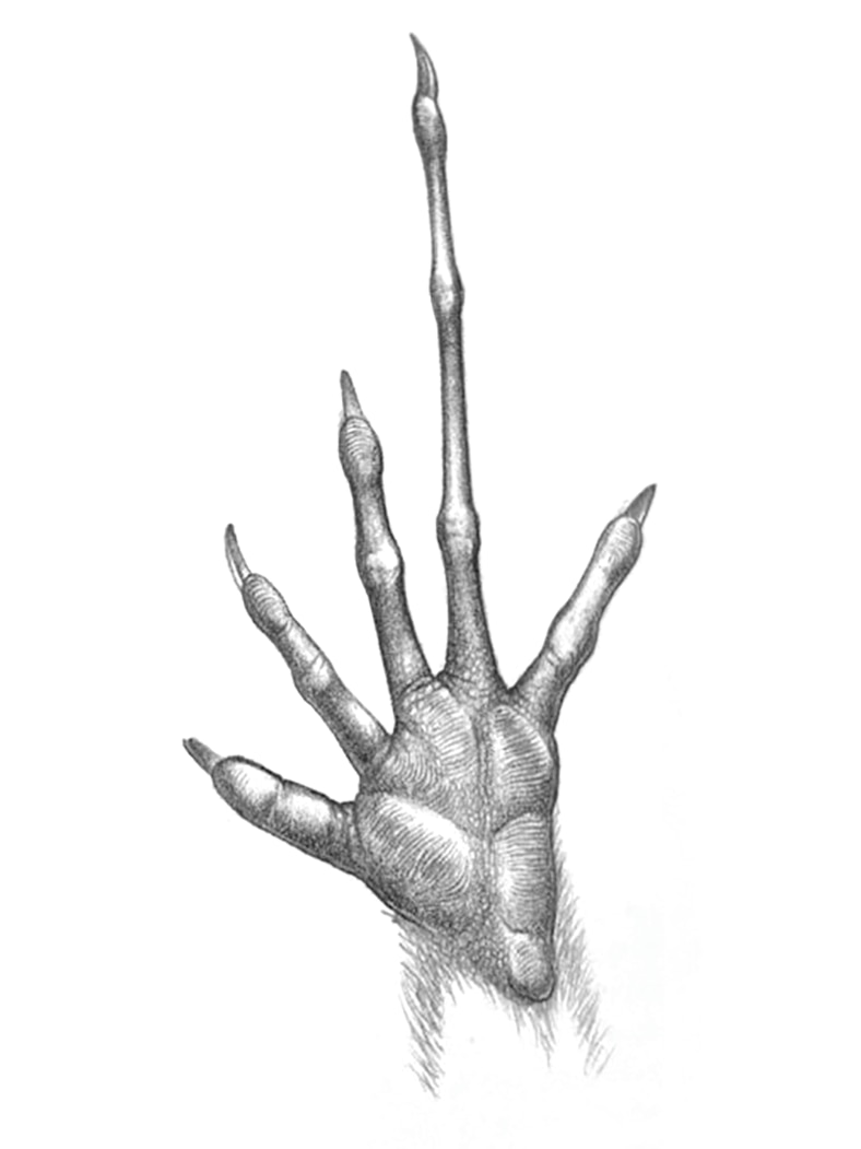 A black and white pencil drawing of a small marsupial hand where the ring finger is twice the length of middle digit.