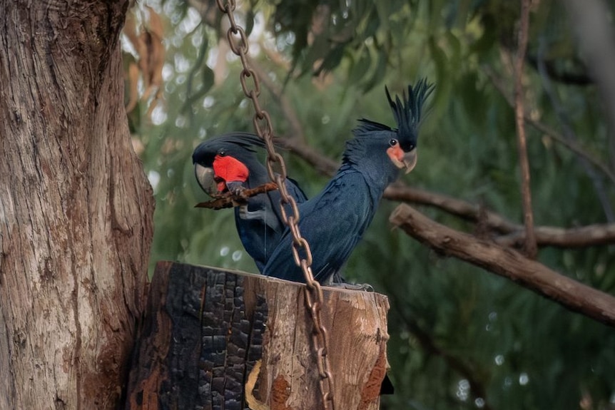 A smaller and larger black bird, both with red cheeks, sitting on the edge of a tree log.
