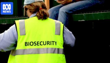 Pastoral company fined record $45,000 for Queensland biosecurity breaches