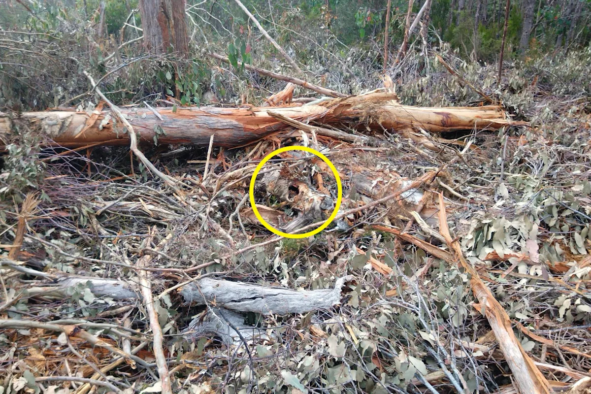 Rare discovery in Aussie bushland highlights dark truth