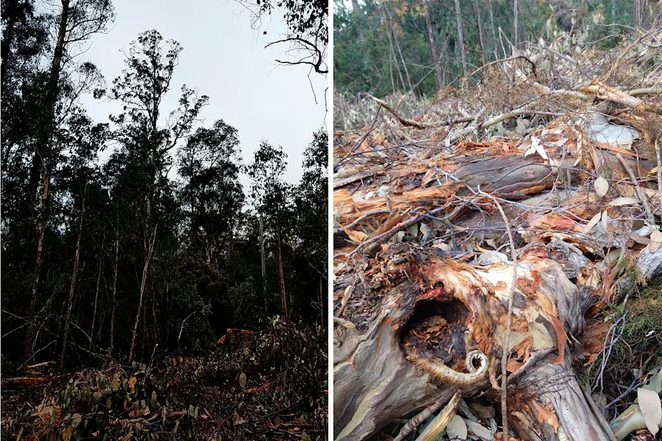 Left: The forest at Bradys Lake. Right: The fallen tree with the curled tail inside.