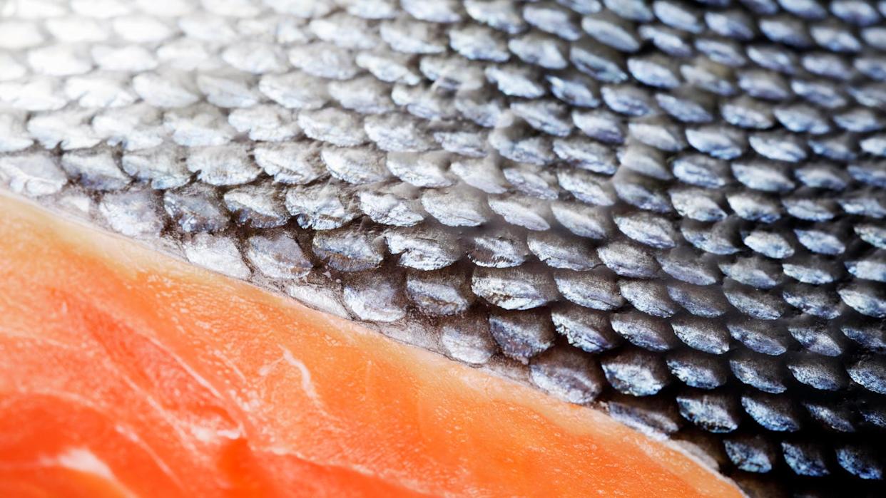 extreme close up of coho salmon