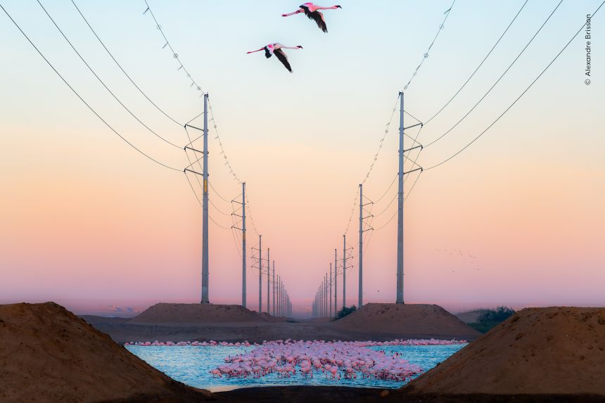 This image captured by Alexandre Brisson shows flamingos at a bird sanctuary in Namibia.