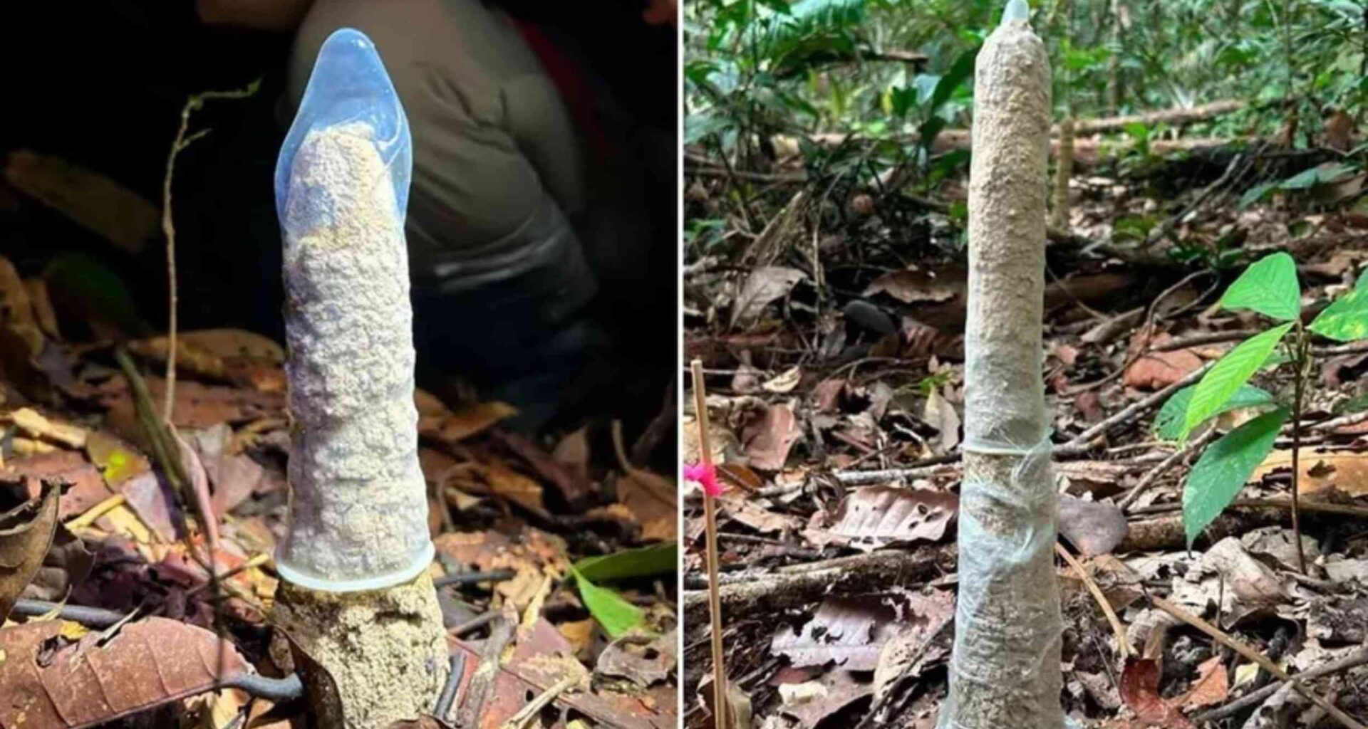 Scientists discover something strange about cicada towers