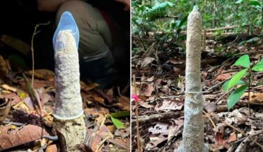 Scientists discover something strange about cicada towers