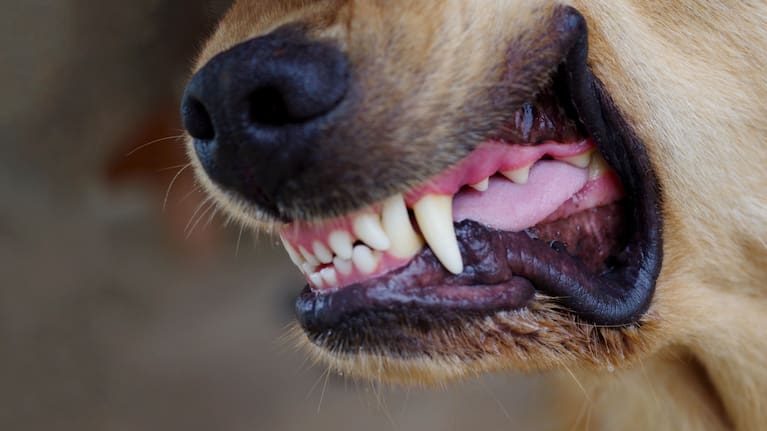 An impactful close-up of a dog’s snarling mouth, emphasizing its sharp, menacing teeth.