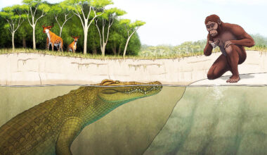 Crocodile named ‘Lucy’s hunter’ may have stalked early humans