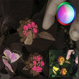 Frames from animal vision camera. (A) Here, we show 3 male orange sulphurs (Colias eurytheme). These butterflies display strong angle-dependent UV iridescence on the dorsal side of their wings. The UV-iridescent portions appear more orange to the human observer than the otherwise yellow wings (see human-visible inset). Credit: PLOS One