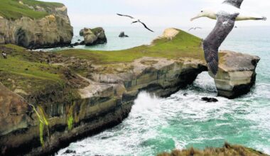 Albatross colony may be relocated after mineral find