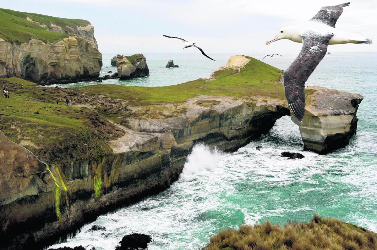 Albatross colony may be relocated after mineral find