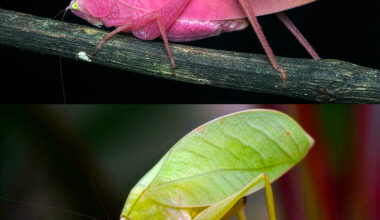 Amazing insect slowly changes colors from bright pink to green