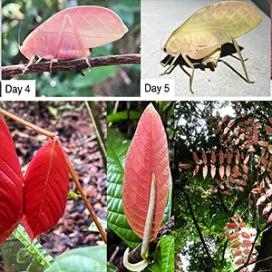 Pink-to-green color change in Arota festae (Griffini, 1896) and resemblance to pink leaves in delayed plant greening. (A) Photographs of the same Arota festae individual at days 0, 4, 5, and 14 following initial discovery at 23:12 on March 27, 2025 on BCI, Panama. All photographs in (A) were taken by Benito Wainwright. (B) Photographs of local plant species displaying delayed greening (from left to right: Paullinia bracteosa, Coccoloba manzinellensis, Inga ruziana, and Andira inermis). From the left, the first, second, and third photographs in (B) were taken by J. Benito Wainwright, and the fourth photograph (on the far right in B) was taken by Phyllis Coley. Credit: Ecology