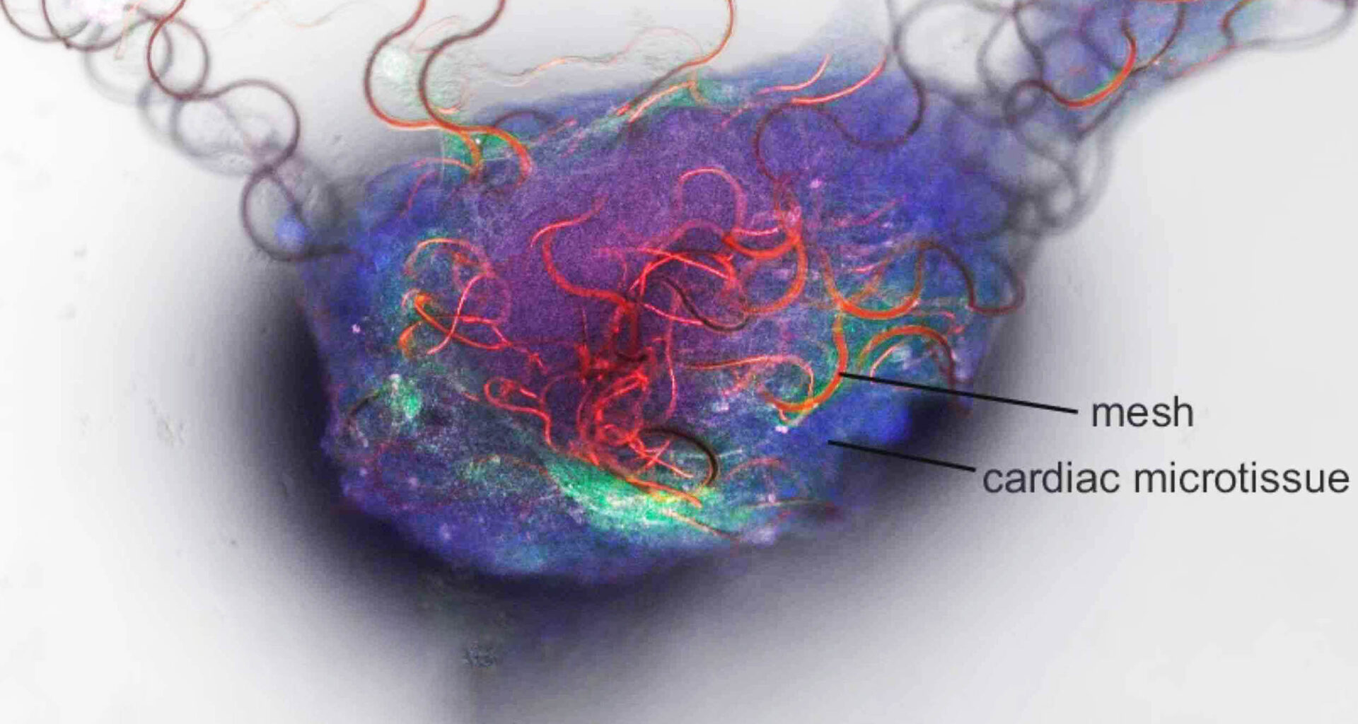 Artificial neuron is capable of communicating with the human brain