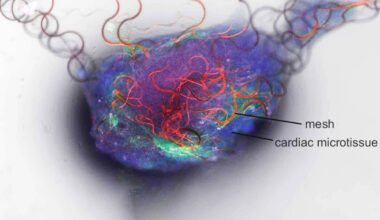 Artificial neuron is capable of communicating with the human brain
