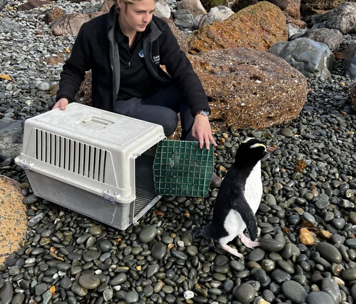 Snake the rare penguin returned to the wild