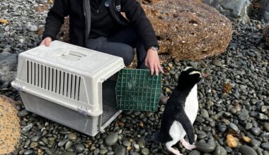 Snake the rare penguin returned to the wild