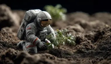 Chickpeas could become the first food grown on the Moon