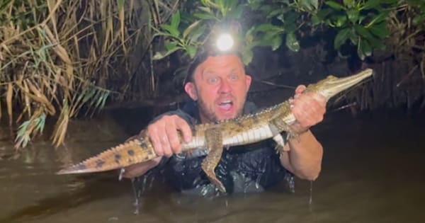 Croc spotted behind a Bunnings in NSW rescued after 30 hours