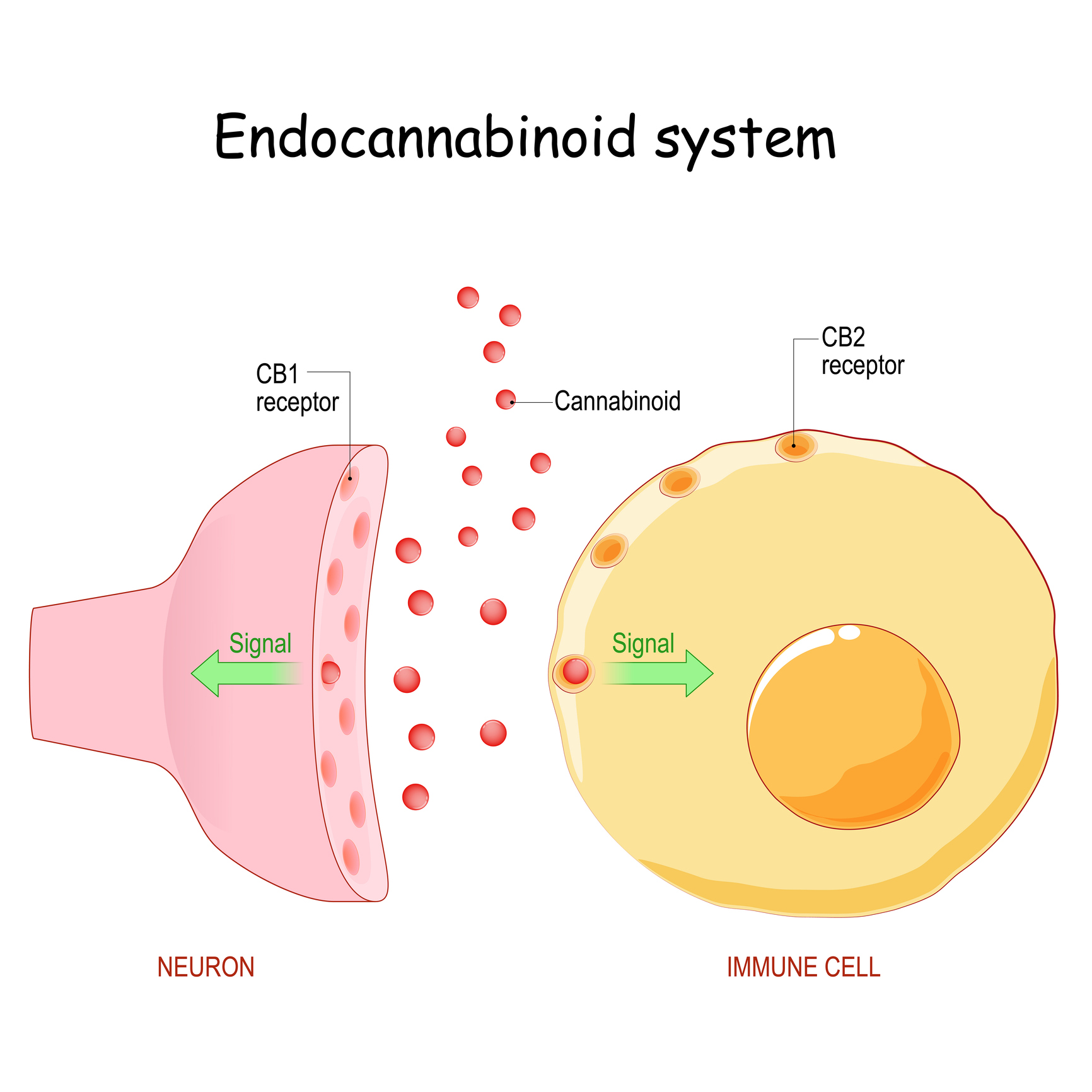 A diagram showing a bulb shaped neuron with a labeled CB1 receptor on the left in pink with red cannabinoid dots next to it on the right and a yellow egg looking immune cell to the right of that