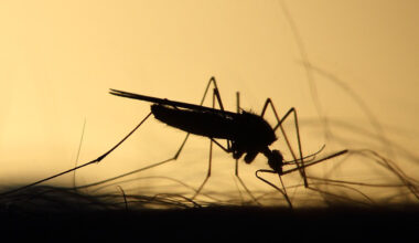 Mosquito Feeding Silhouette Skeeter Parasite