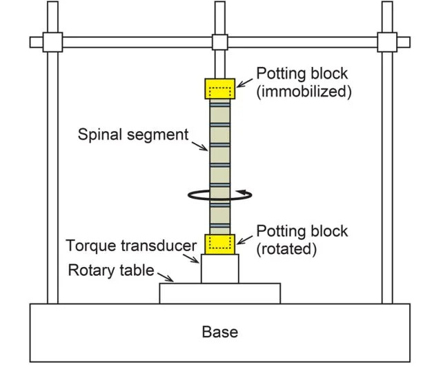 A diagram of the torsion rig. (Higurashi et al., <a href="https://doi.org/10.1002/ar.70165" rel="nofollow noopener" target="_blank" data-ylk="slk:Anat. Rec.;elm:context_link;itc:0;sec:content-canvas" data-yga="{"yLinkElement":"context_link","yModuleName":"content-canvas","yLinkText":"Anat. Rec."}" class="link "><em>Anat. Rec.</em></a>, 2026)