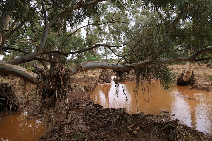 large puddles of brown water in a creekbed, with a long tree branch that has flood debris hanging off