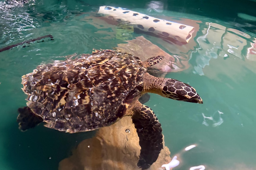A turtle in a swimming pool