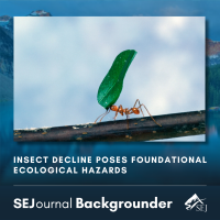 Insect Decline Poses Foundational Ecological Hazards