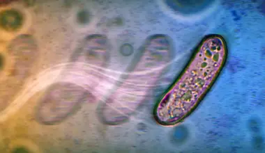 The surprising new ways bacteria spread without propellers