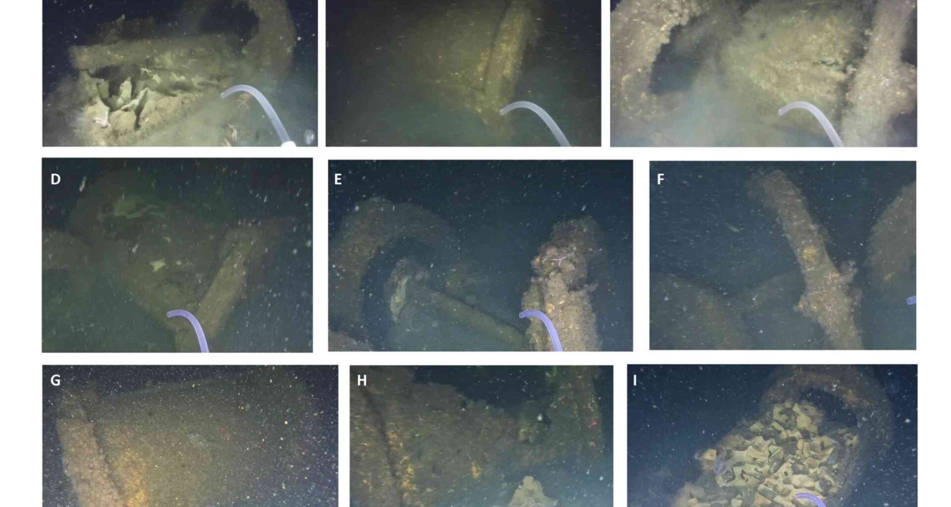 WWII warheads in Baltic Sea become unlikely marine habitats