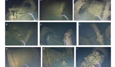 WWII warheads in Baltic Sea become unlikely marine habitats