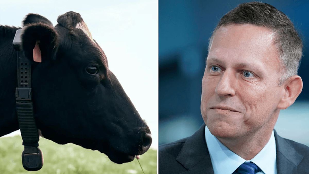 Peter Thiel is betting big on a $2B AI cow collar startup powered by cowgorithms — and investors are fighting to get in