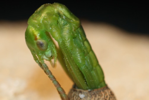 nymph phasmid emerges from egg